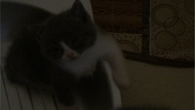 说悄悄话表情怎么画简单 2853d6a117e5ab5572c0d622913a4241315b9810.jpg@280w_158h_1c_100q.jpg