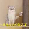 宠物解说：一只会功夫的猫咪-尼莫