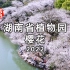 航拍湖南省植物园樱花2022，风走过，樱飘落