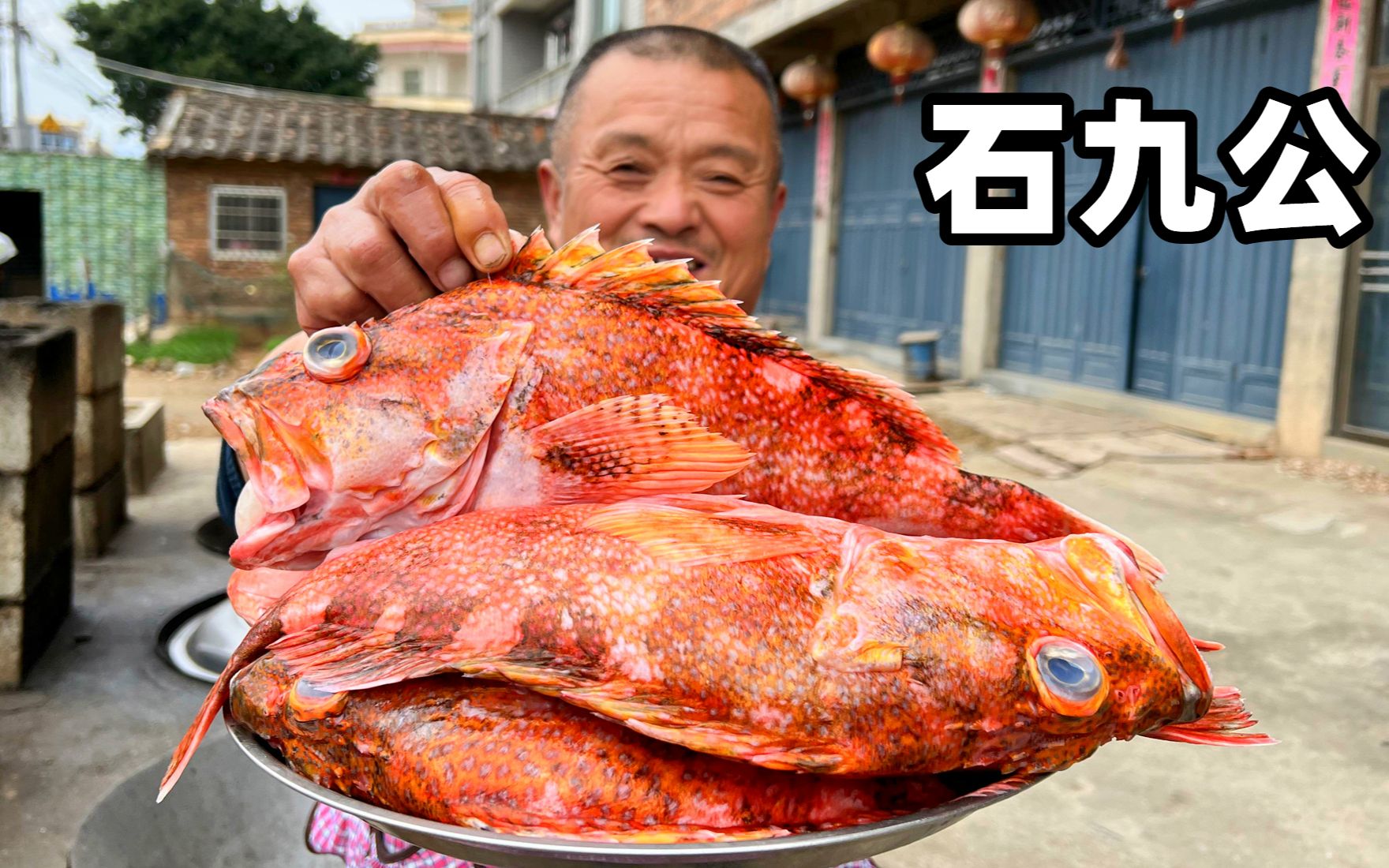 1400买7条特大石九公，阿胖山做干锅鱼，香辣过瘾真下酒