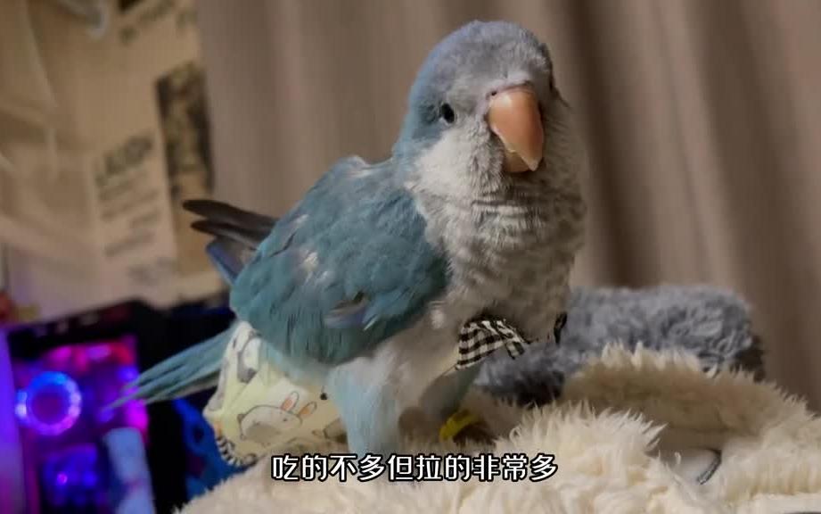 我家鹦鹉🦜穿纸尿裤。你们是怎么处理鸟便的呢？