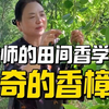 香樟木，香樟叶，香樟种子，香气的美妙只可意会