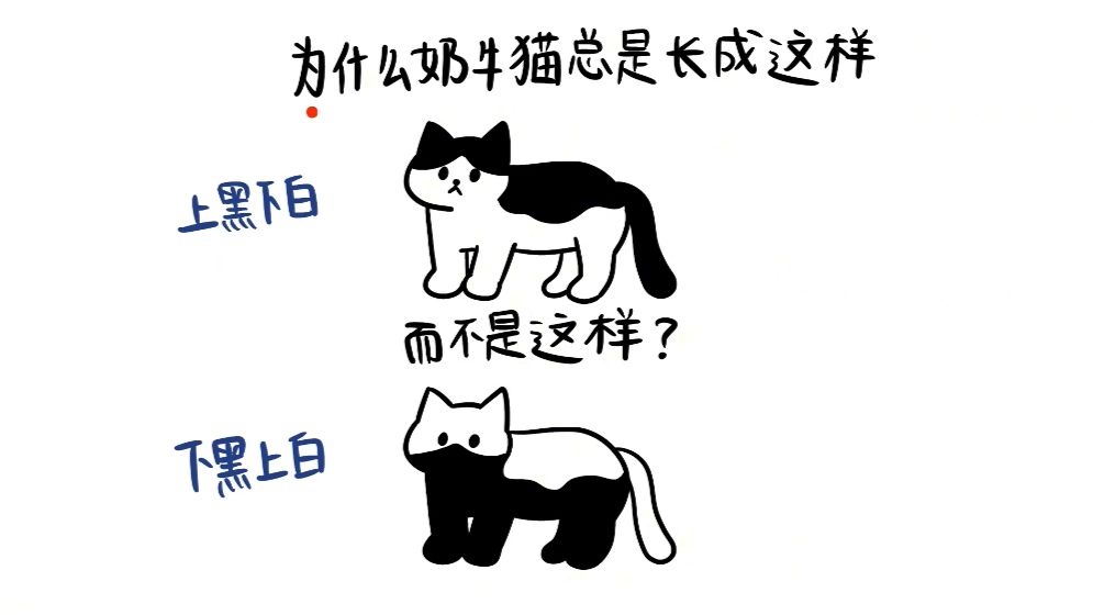 为什么奶牛猫总是长成上黑下白？而不是上白下黑？