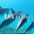 【云旅游】4K - 和海豚一起游泳自然地理纪录片