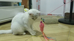 288dac172575a777753e07e5443ba5c3045a6ff5.jpg@280w_158h_1c_100q.jpg