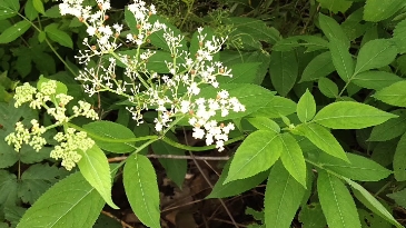 【植物学实习】没有秦岭,博览园足矣哔哩哔哩bilibili