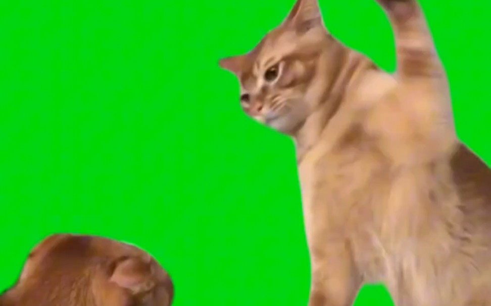 最近热门的猫猫打头GB绿幕meme素材