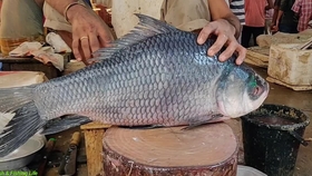 如何杀龙胆石斑鱼 289d1b3c03da728fa69309ea30fde7b015f8f69e.jpg@280w_158h_1c_100q.jpg