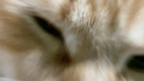 Cats: hate people with no sense of proportion