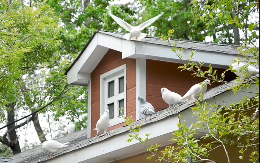 【空镜素材】鸽老师