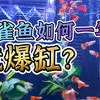 孔雀鱼如何一年就爆缸-横屏