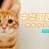 一条视频，看完所有可爱的中华田园猫