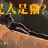 不如猫悠哉｜陶豆子下厨做饭｜家庭煮夫vlog024
