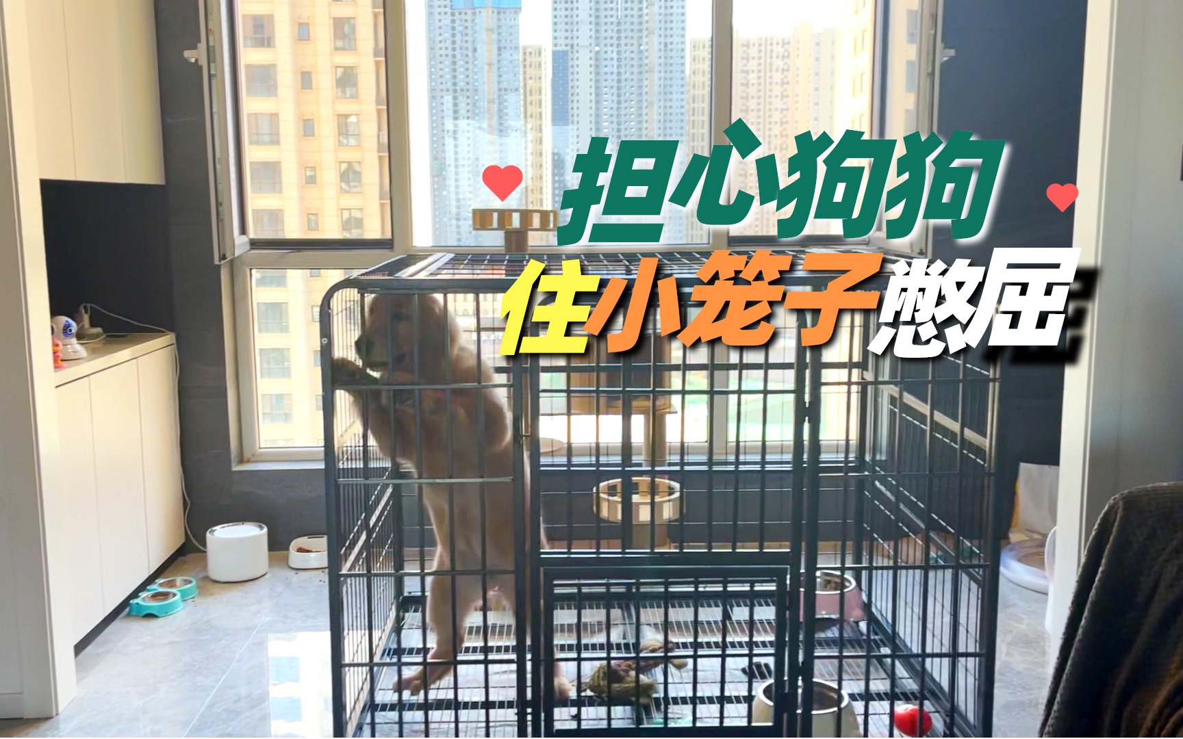 狗狗到底要住多大的笼子，这里告诉你答案