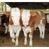 实用牛的养殖方法你们知道吗？良种牛养殖技术要点你们知道吗？
