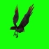 【绿幕素材】B站最全动物类型绿幕素材《乌鸦，鸟》高清画质，无水印！