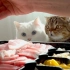 【奶油管家】当着猫咪的面吃金枪鱼片！（中字）