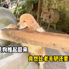 一只狗推起磨来竟然比老毛驴还要熟练