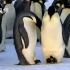 南极变暖！海冰破裂数千企鹅幼仔被淹死