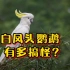 鸟中哈士奇，会唱跳的白凤头鹦鹉，有多奇趣搞怪？