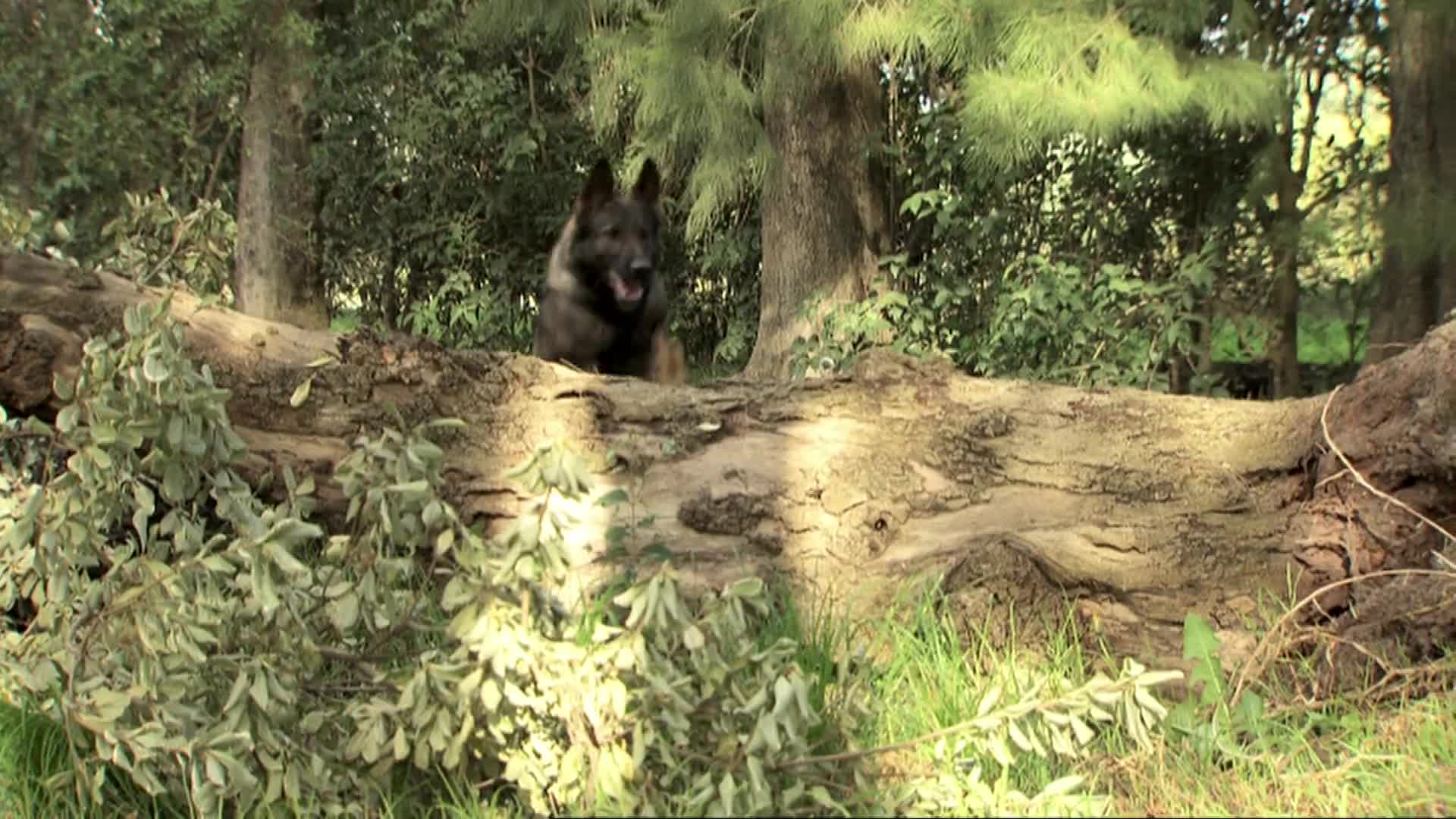【纪录片】非凡狗狗 - Extraordinary dogs （2013） 2