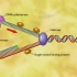 DNA Replication [HD Animation]