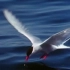 北极燕鸥—向阳而生 逐日而行，向阳而生