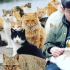 UP主在日本撸几百只猫，感觉身体被掏空