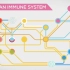 The Immune System Explained I – Bacteria Infection2