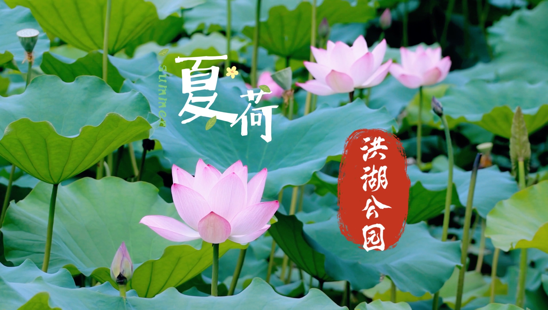 深圳・洪湖公园｜夏“雪”纷飞，荷花初绽，荷浪起伏，鹭鸟漫步，游鱼嬉戏，初夏的宁静与美好在此刻具像化……