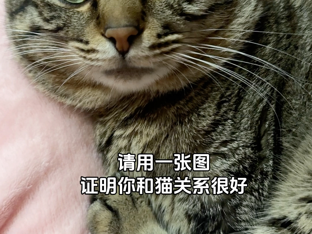 请用一张图，证明你和猫关系好