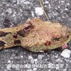 蛇头被砍掉为什么还能存活