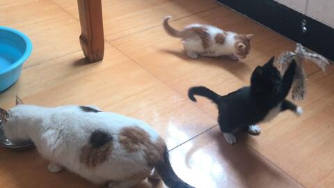 小猫的视频日常生活 298916feed384a4bf6662192dbc47c63851b72cc.jpg@480w_270h_1c