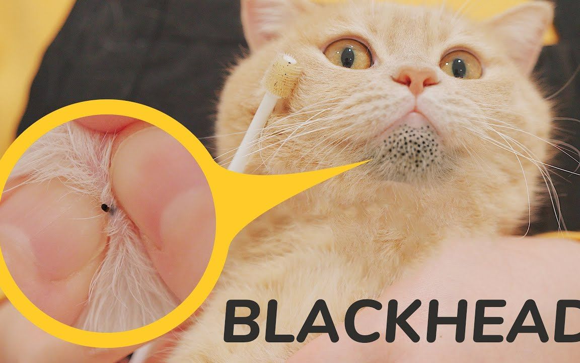 谁能想象得到猫猫也可能有黑头滴！