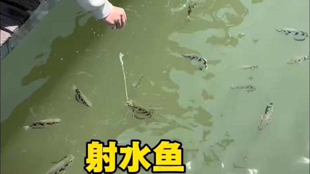 这鱼真不好惹！