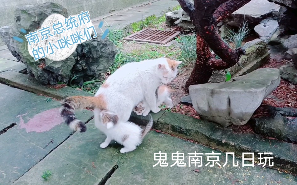 南京总统府的小猫咪们