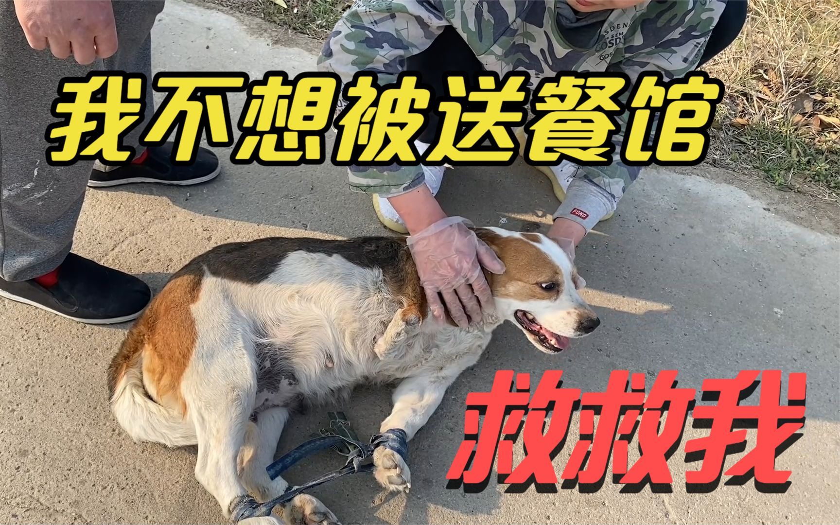 失去价值的残疾繁殖犬，被主人绑住腿脚倒挂车座上，真是太残忍了