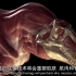 科学探索05 恐龙之战 01极限生存【全6集完结】