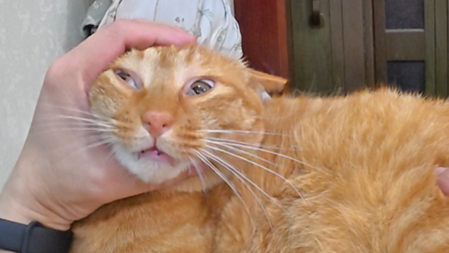 这种颜色的猫咪就是情绪稳定脾气好