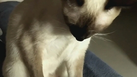 七七是个铁憨憨 2a15ed9f9c8cb575a3849edc0fc98d1f5ccdbd79.jpg@280w_158h_1c_100q.jpg