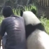 熊猫挨饲养员坐下，结果被一掌推开，熊猫：你敢动我！