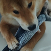 爱吃鱼的小狗