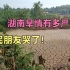 湖南旱情有多严重，农民朋友要哭了，这样下去农民该怎么？