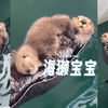 海獭妈妈带着小宝宝享受着悠闲的时光
