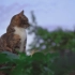 空镜头视频 动物猫咪凝视 素材分享