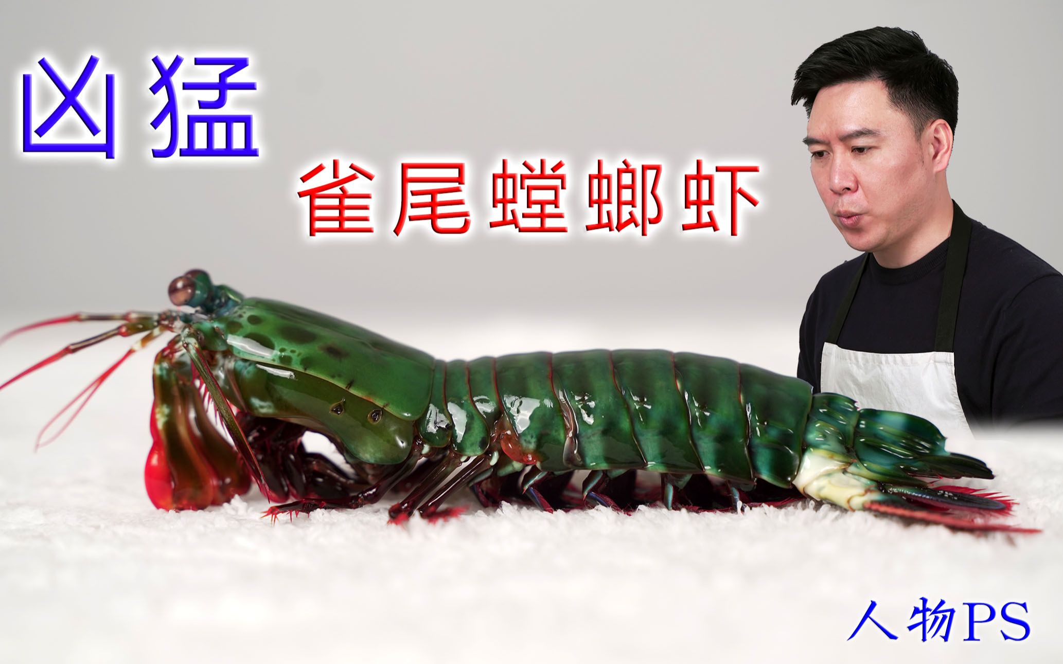 非常凶猛的雀尾螳螂虾，攻击速度堪比子弹，出锅后都有点不敢下嘴