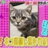 マツコ会議 「今話題ネコ動画!世界中から愛されるネコ動画のリアル実態」 20200725