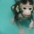 小猴子进入人类社会带第一步就是美美地洗个澡！