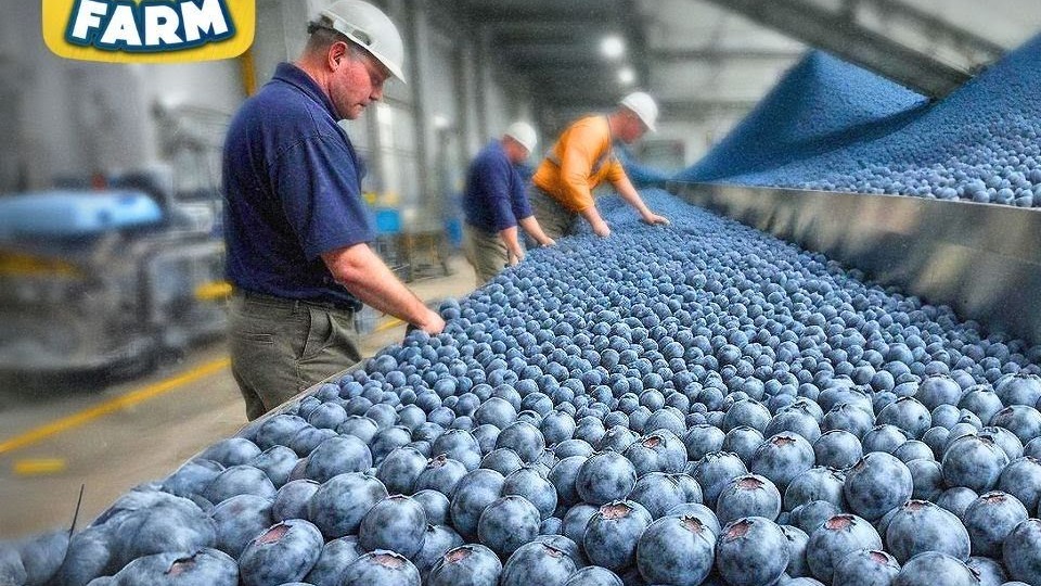 尖端科技引领蓝莓产业革新，全程智能化高效生产揭秘