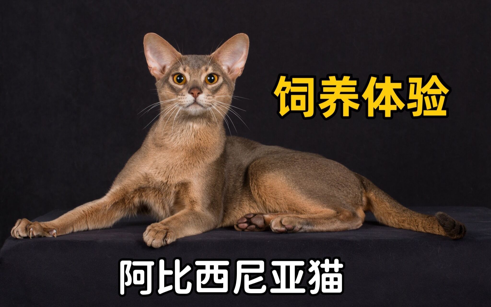 阿比西尼亚猫饲养体验：香，太香了！